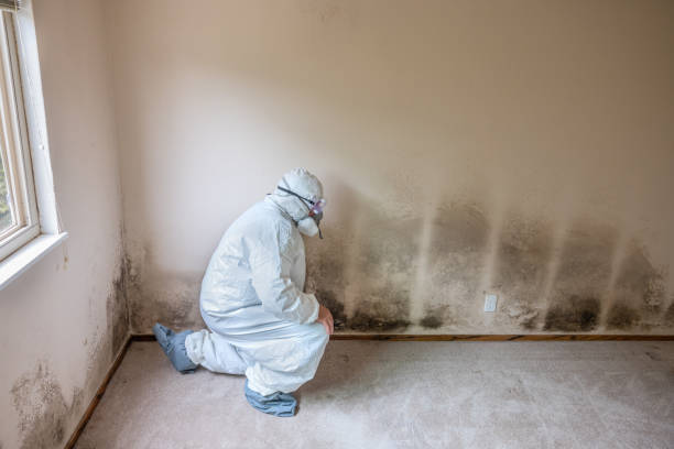 Forensic Mold Investigation in Mingo Junction, OH